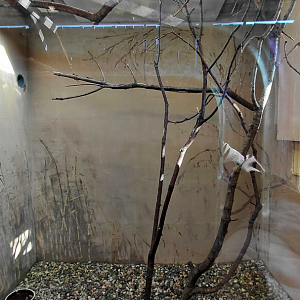 Brown lory indoor exhibit