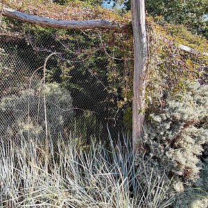 Large fig-parrot aviary