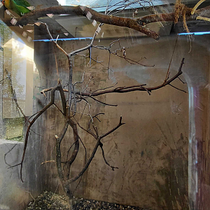 Large fig-parrot indoor exhibit