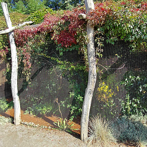 Edward's fig parrot aviary