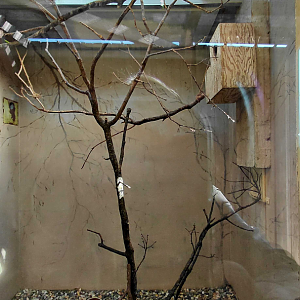 Edward's fig parrot indoor exhibit