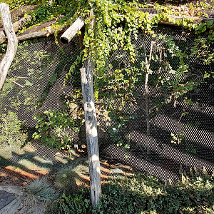 Stella's lorikeet aviary
