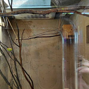 Stella's lorikeet indoor exhibit