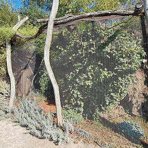 Mitchell's lorikeet aviary