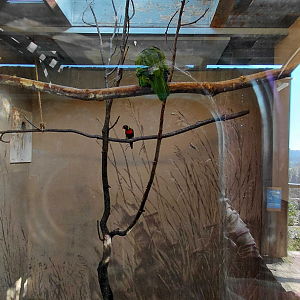 Mitchell's lorikeet indoor exhibit