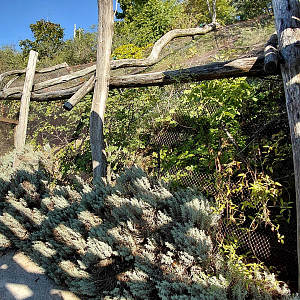 Mindanao lorikeet aviary