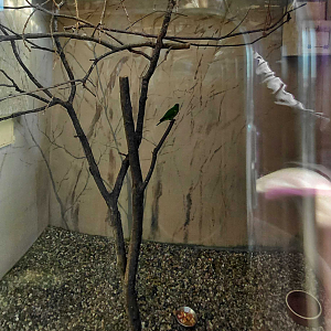 Mindanao lorikeet indoor exhibit