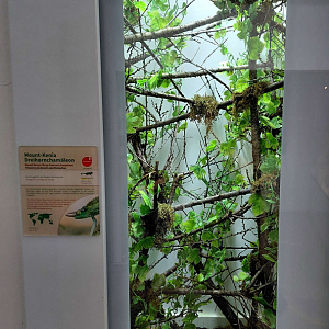 Mount Kenya three-hroned chameleon exhibit