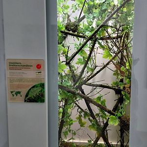 Usambara three-horned chameleon exhibit