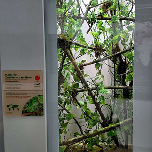 Matschie's two-horned chameleon exhibit