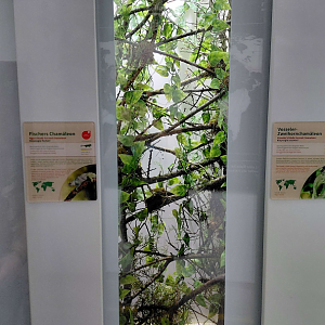 Fischer's chameleon exhibit