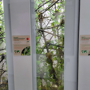 Usambara two-horned chameleon exhibit
