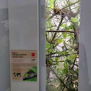 Nguru pygmy chameleon