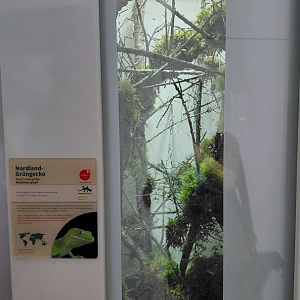 Gray's tree gecko exhibit