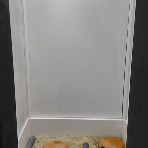 Namib chirping gecko exhibit