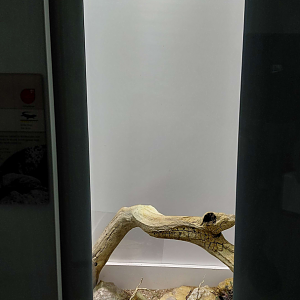 Lawrence's girdled lizard exhibit