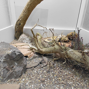 Lawrence's girdled lizard exhibit