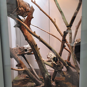 Rough-scaled python exhibit