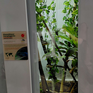 Turqoise dwarf gecko exhibit