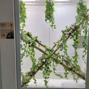 Philippine pit viper exhibit