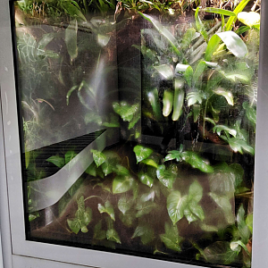 Strawberry poison frog exhibit