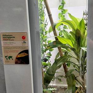 Polillo false gecko exhibit