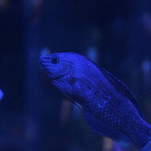 Pacific dusky wrasse (Halichoeres annularis)