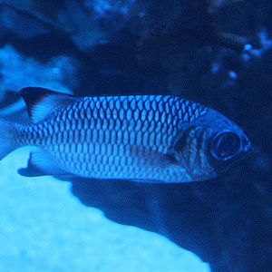Shadowfin soldierfish (Myripristis adusta)