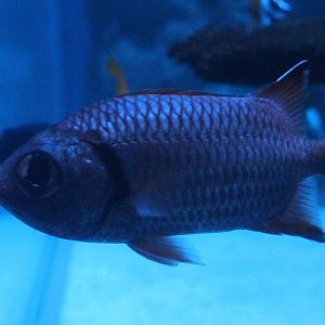 Pinecone soldierfish (Myripristis murdjan)