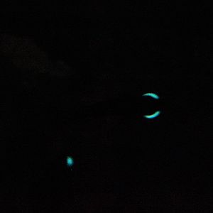 Bioluminescent light of the one-fin flashlightfish (Photoblepharon palpebratum)