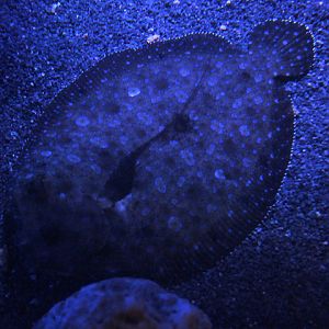 Peacock flounder (Bothus mancus)