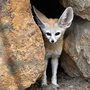 Fennec fox