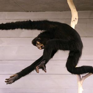 Black Crested Gibbon (Nomascus concolor)