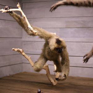 Hainan Gibbon (Nomascus hainanus), Female