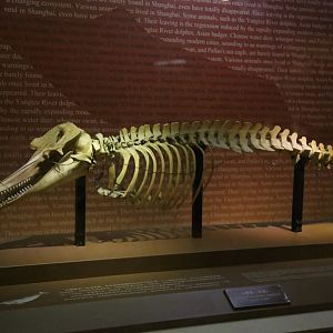 Baiji (Lipotes vexillifer)