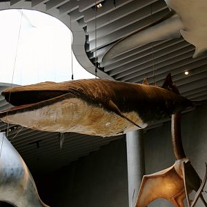 Common Minke Whale (Balaenoptera acutorostrata)