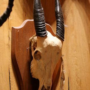 Tamaraw (Bubalus mindorensis), Skull