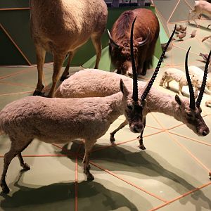 Chiru (Pantholops hodgsonii)