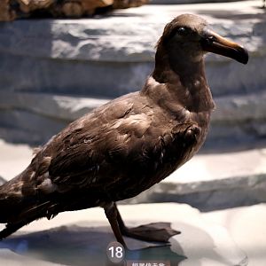 Short-tailed Albatross (Phoebastria albatrus)