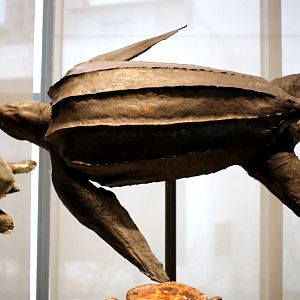 Leatherback Turtle (Dermochelys coriacea)