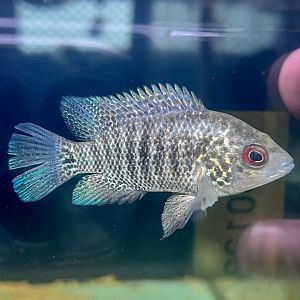 Green Guapote (Mayaheros beani)