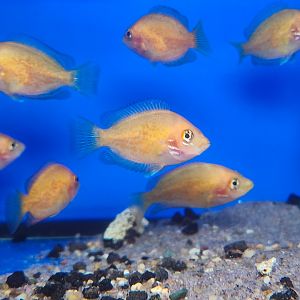 Pseudetroplus maculatus (Orange Chromide)