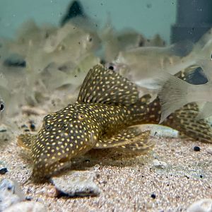 Galaxy Vampire Pleco, L029 (Leporacanthicus galaxias)