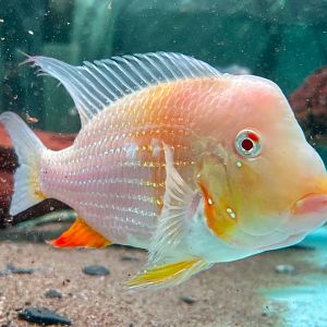 Albino Threadfin Acara (Acarichthys heckelii 'Albino')