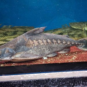 Rock-bacu (Lithodoras dorsalis)