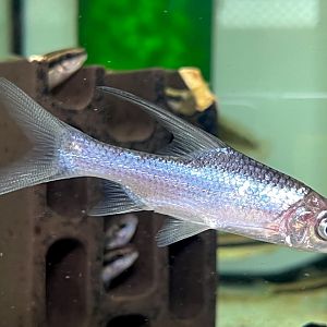 Sicklefin Soldier Barb (Cosmochilus falcifer)