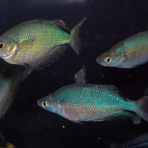 Lake Wanam Rainbowfish (Glossolepis wanamensis)