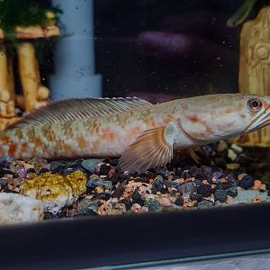 Burmese Crimson-Blue Snakehead (Channa coccinea)