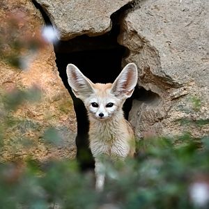 Fennec fox
