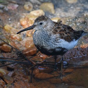 Dunlin